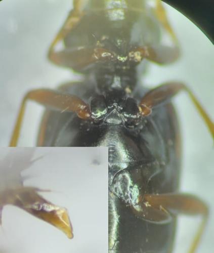 Réf. 356 820 : Bembidion varium