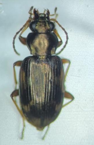 Réf. 356 819 : Bembidion varium