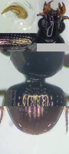 Dyschirius apicalis