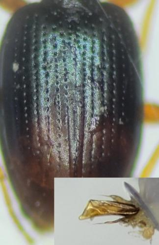 Bembidion aspericolle