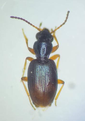 Bembidion aspericolle