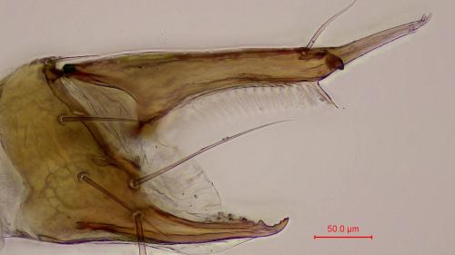 Dendrochernes cyrneus