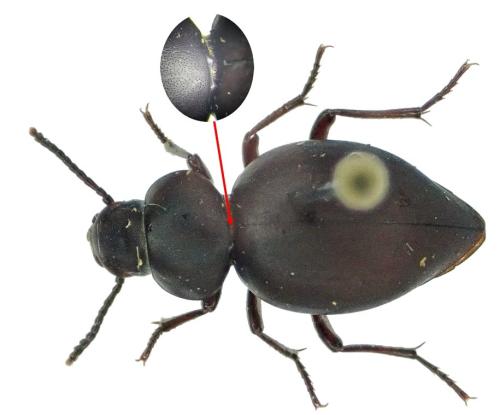 Réf. 356 271 : Pachychila servillei