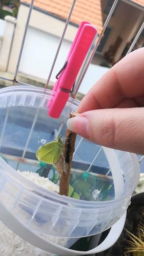Réf. 356 238 : Pieris rapae