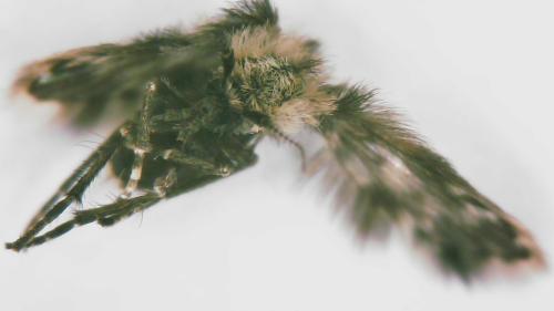 Réf. 356 978 : Clytocerus sp.