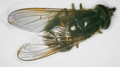 Réf. 356 985 : Rhingia campestris