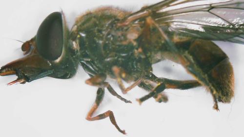 Réf. 356 996 : Rhingia campestris