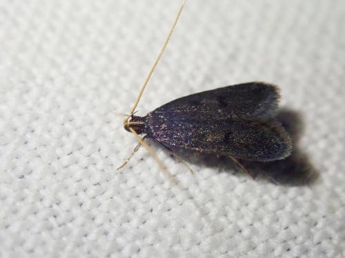Eurodachtha siculella