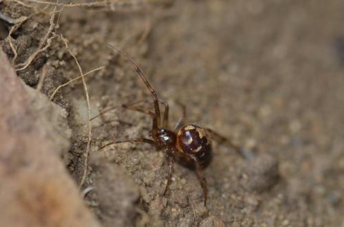 Réf. 356 549 : Steatoda triangulosa