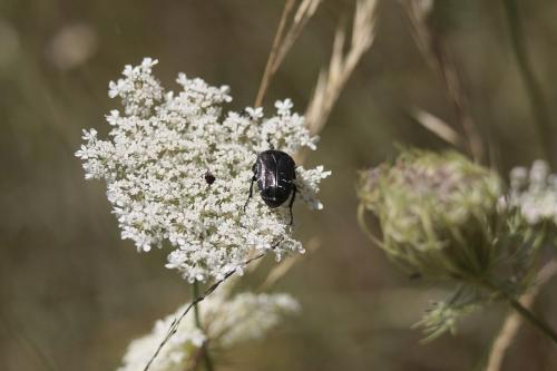 Réf. 356 236 : Cetonia aurata aurata
