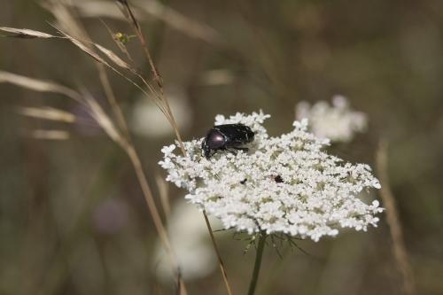 Réf. 356 237 : Cetonia aurata aurata