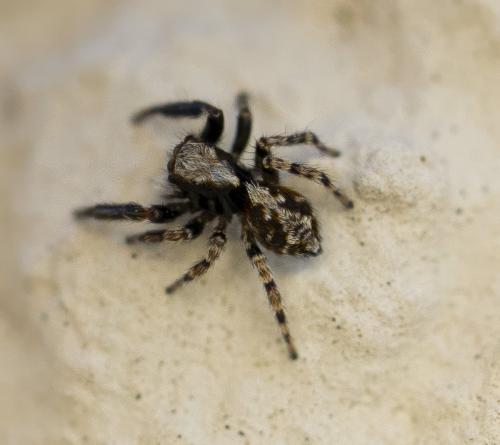 Réf. 356 782 : Pseudeuophrys lanigera