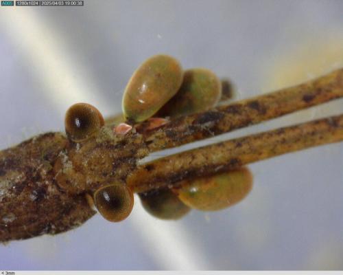 Réf. 356 841 : Ranatra linearis