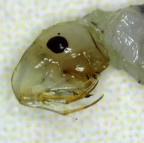 Chaoborus sp.