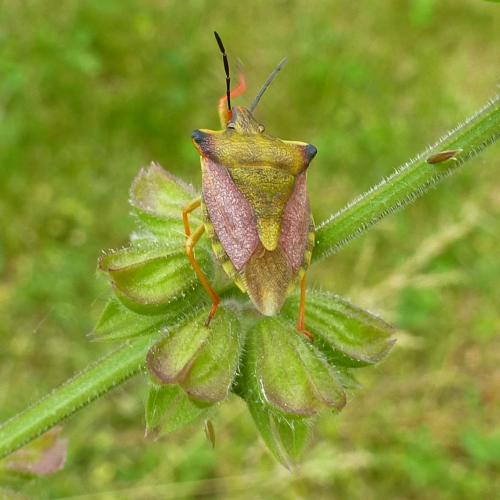 Réf. 356 812 : Carpocoris mediterraneus atlanticus