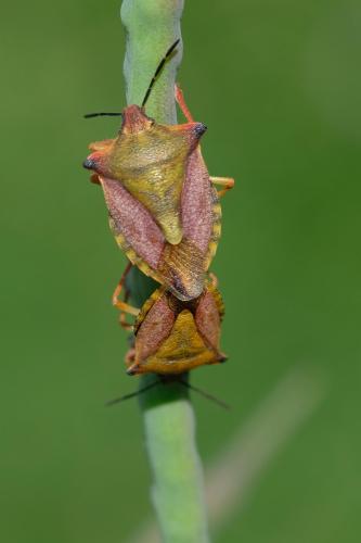 Réf. 356 809 : Carpocoris mediterraneus atlanticus
