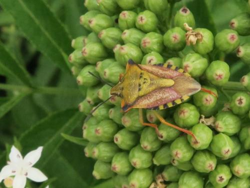 Réf. 356 807 : Carpocoris mediterraneus atlanticus