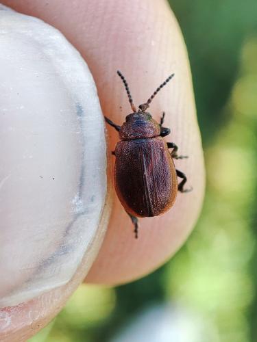 Emarhopa rufa