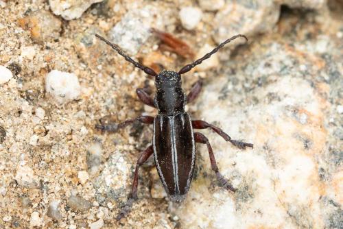 Réf. 356 234 : Iberodorcadion molitor