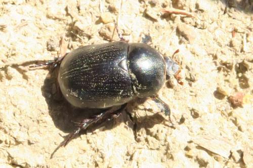 Pentodon bidens