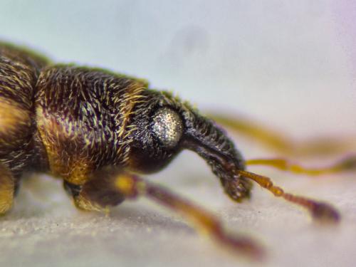 Réf. 356 612 : Dorytomus minutus