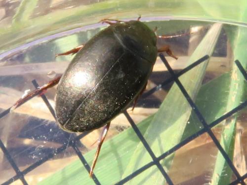 Agabus bipustulatus