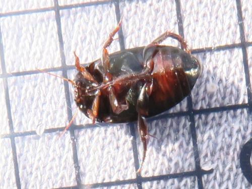Agabus bipustulatus