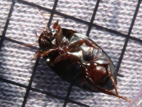 Agabus bipustulatus