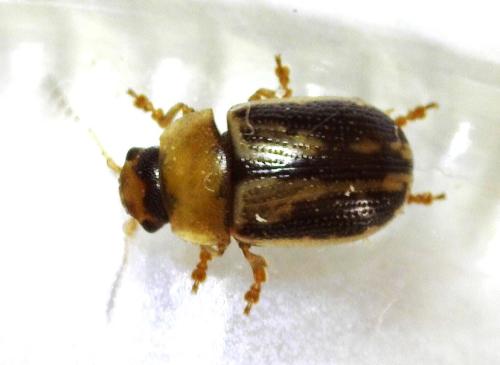 Gonioctena olivacea