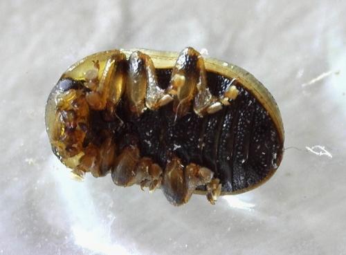 Gonioctena olivacea
