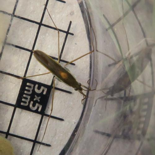 Gerris thoracicus