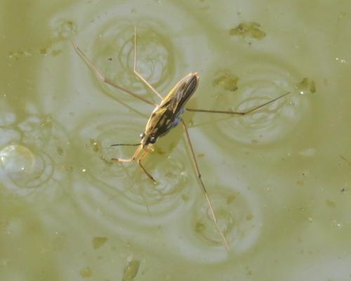 Réf. 356 957 : Gerris lacustris
