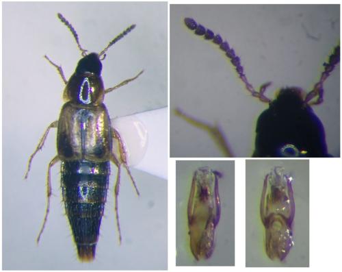 Lordithon trinotatus