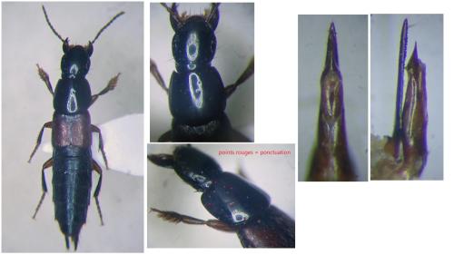 Quedius hispanicus