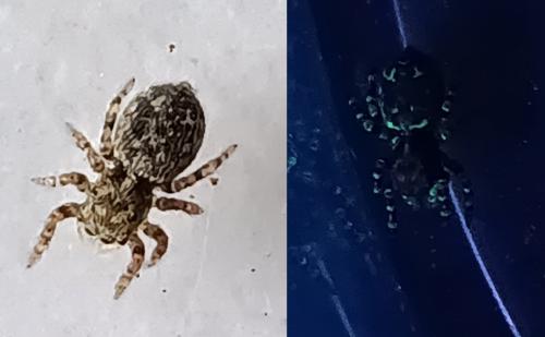 Réf. 356 277 : Pseudeuophrys erratica