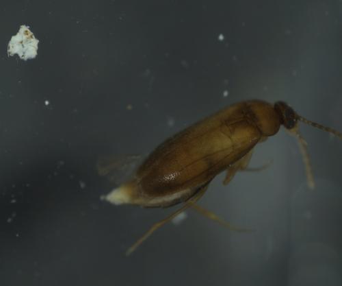 Scraptia sp.