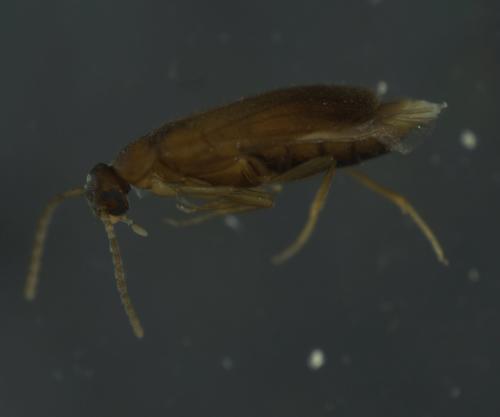 Scraptia sp.