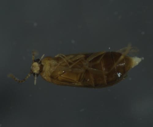 Scraptia sp.