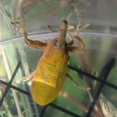 Réf. 356 934 : Lixus sp.