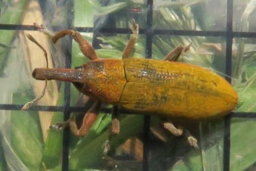 Lixus linearis