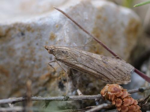 Nomophila noctuella