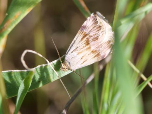 Eublemma ostrina