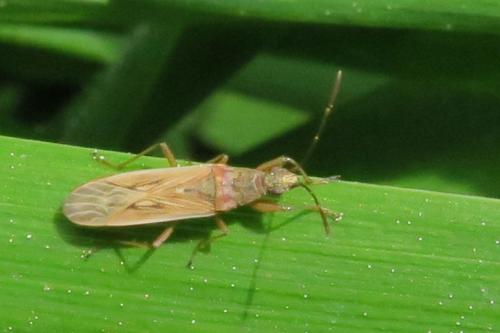 Paromius gracilis