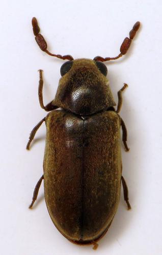 Calymmaderus solidus