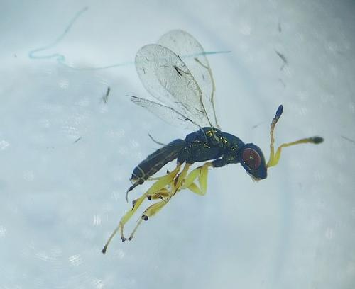 Mesopolobus tibialis