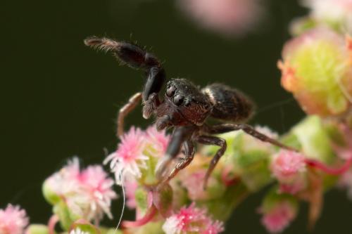 Sibianor sp.