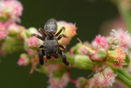 Sibianor sp.