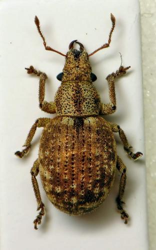 Réf. 356 241 : Strophosoma capitatum