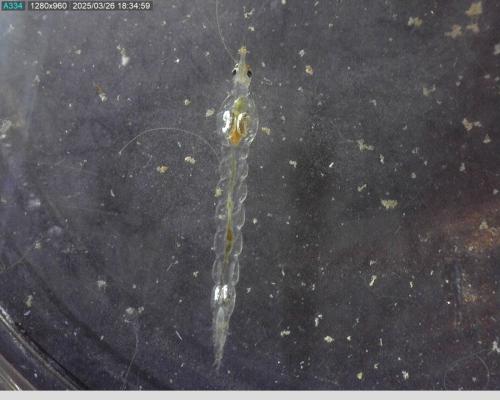 Chaoborus sp.