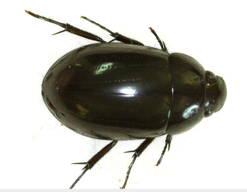 Réf. 356 939 : Hydrochara caraboides